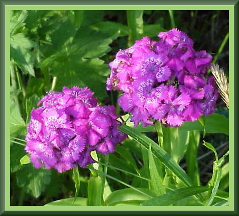 Description: C:\TC\~srgp\new\dianthus.jpg