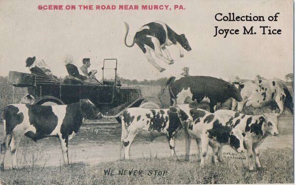 cows