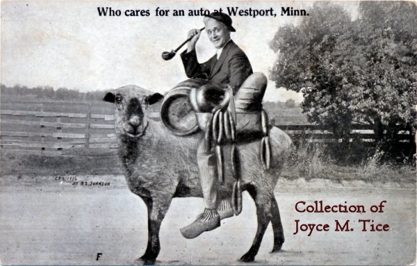 sheep