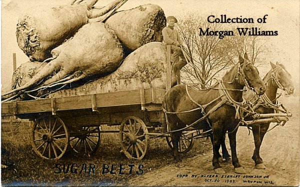 beets