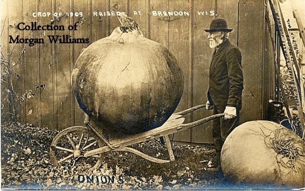 onions