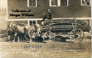 corn