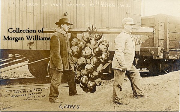 grapes