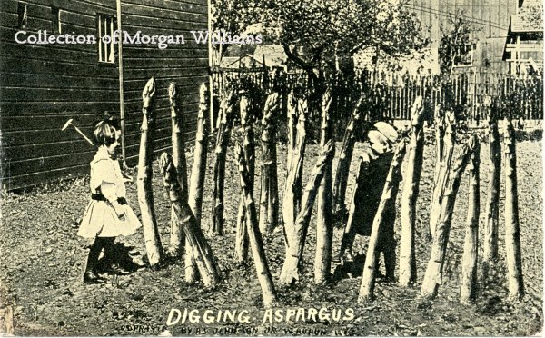asparagus