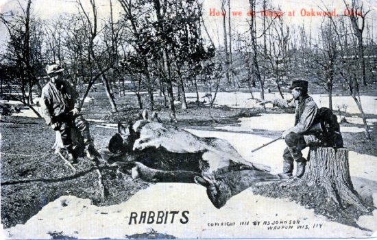 rabbits