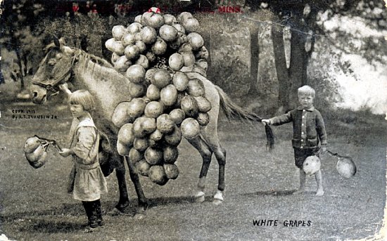 whitegrapes