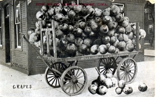 grapes